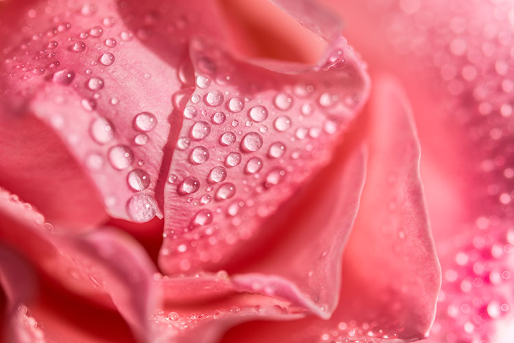 Water droplets on a flower
