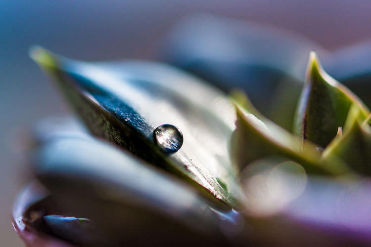 Tiny pearl of rain