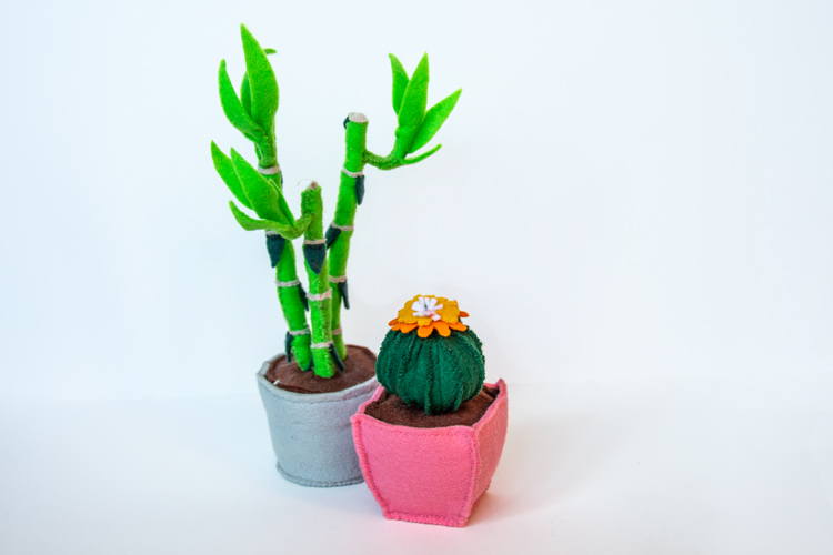 Felt cacti plants