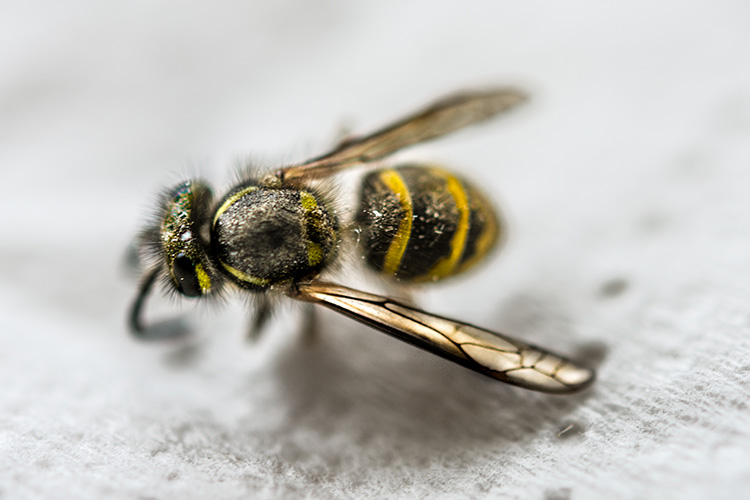 Wasp with dust particles