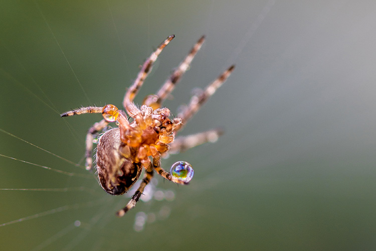 Spider with water droplet