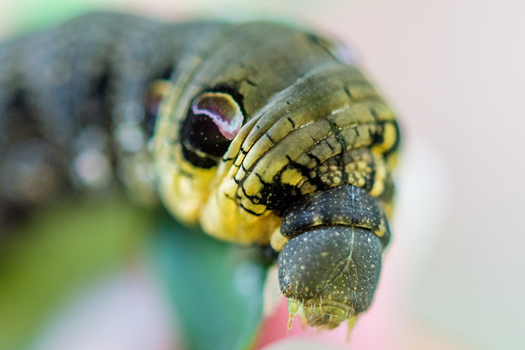 Caterpillar - Elephant Head Hawk Moth