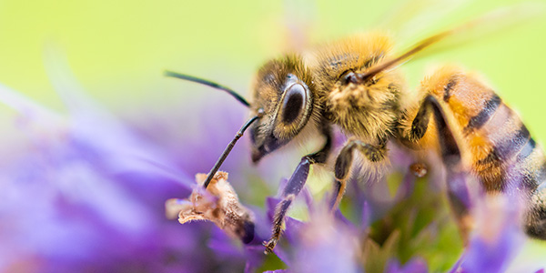 The honey bee