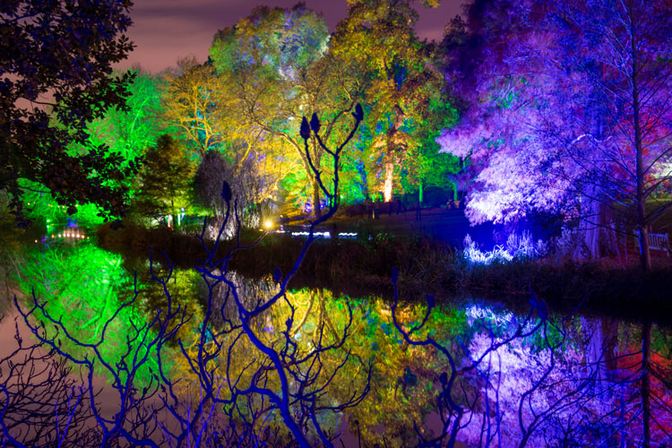 Syon Park at Night ('The Enchanted Woodland')
