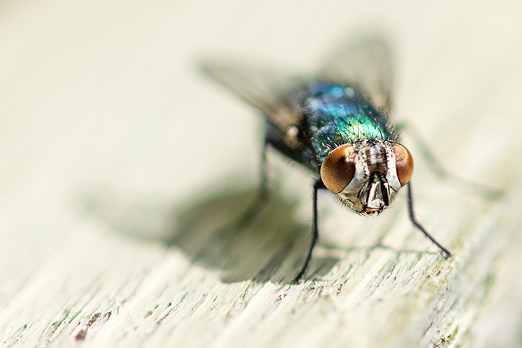 Closeup of a fly